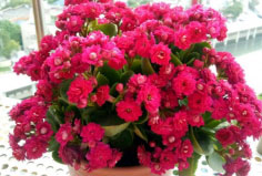 世界十大最旺風(fēng)水的花，長(zhǎng)壽花排第一位