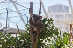 盤點十大最笨的動物：樹袋熊、翻車魚、蜜獾占據(jù)前三甲