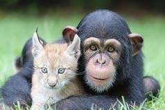 世界十大高智商動物排名：黑猩猩、大猩猩占據(jù)前兩名