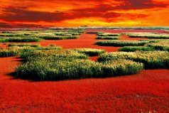 世界最神奇的10大自然奇觀，中國(guó)盤(pán)錦紅海灘上榜