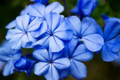 十大最孤獨(dú)的花花語(yǔ)：藍(lán)雪花的花語(yǔ)代表憂(yōu)郁孤獨(dú)