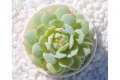 最美多肉植物有哪些品種？全球十大最美多肉植物