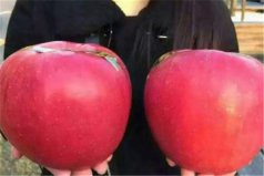 世界上最大的蘋果：世界一號蘋果重達三斤