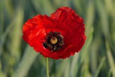 世界上最黑暗的花語(yǔ)，罌粟花代表死亡之戀
