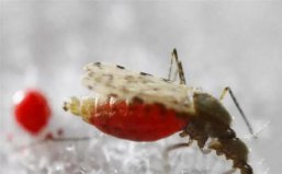 世界上殺人最多的七種動(dòng)物：水母上榜，蚊子排第一