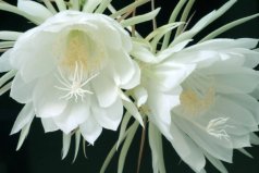 世界十大凄美之花：曇花、彼岸花、荼蘼花霸榜前三甲