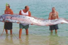 世界上最大的帶魚(yú)是什么？鯡王皇帶魚(yú)體長(zhǎng)在3米到10米之間