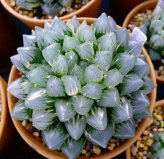 盤(pán)點(diǎn)價(jià)格昂貴的10種多肉植物，霓虹燈玉露位列第一