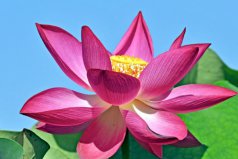 佛臺適合放什么植物？佛臺擺放什么花比較好
