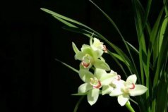 市面上最貴的蘭花什么價(jià)格？素冠荷鼎價(jià)格高達(dá)1500萬
