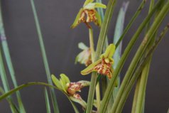 蘭花哪個(gè)品種最耐寒？蕙蘭排第一，墨蘭居第二
