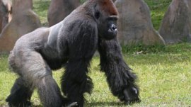 世界十大強壯的動物排名：大猩猩、灰熊、老虎全上榜
