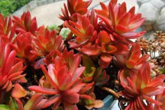 招財多肉植物都有哪些？適合家里養(yǎng)的旺財多肉植物
