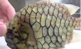 世界上硬度最高的魚，松球魚的魚皮硬度堪比鉆石