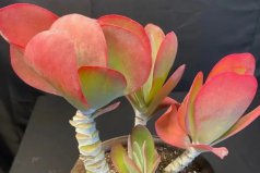 越養(yǎng)越貴的六種多肉植物：唐印、綺羅和白鳳均上榜