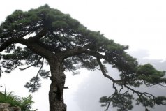 院子里什么樹不可以種？院里不種的五種樹