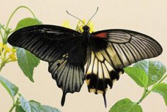 世界上最大的皇蛾蝶：翅展達226毫米，與手掌大小相當