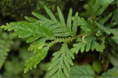 世界上生命力最旺盛的植物：卷柏耐旱耐高溫，遇水即復(fù)活