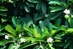 世界上最毒的植物排名前十：海檬樹、蓖麻子位居前列！