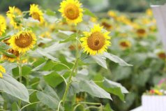 花語(yǔ)最悲傷的花有哪些？世界上花語(yǔ)最傷感的五種花