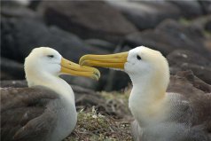 世界上翅膀最大的鳥，漂泊信天翁翼展最長可達3.7米