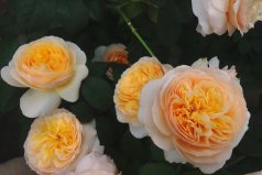 最貴的花有哪些品種？世界最貴的花排行榜