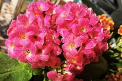 最耐陰耐寒的十大室內(nèi)盆景：蟹爪蘭入榜，長(zhǎng)壽花排第一