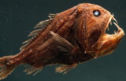 深海處十大可怕的生物盤(pán)點(diǎn)：尖牙魚(yú)居首，你見(jiàn)過(guò)幾種？