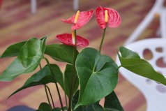 客廳適合養(yǎng)什么植物好？客廳最好養(yǎng)的六種植物排名