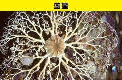 盤點海洋世界里的5大奇幻動物：藍星、?？习?></a></div><p><a href=