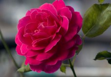 世界上最受歡迎的十種花，玫瑰、郁金香、蘭花包攬前三名