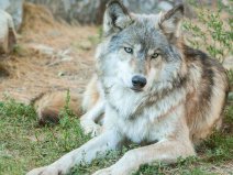 現(xiàn)存最大的犬科動(dòng)物：灰狼最重96.2公斤，身長(zhǎng)2.5米