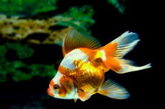 十大適合家養(yǎng)的觀賞淡水魚：虎皮魚上榜，金魚排第一
