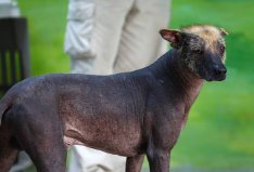 世界十大最丑的狗：墨西哥無毛犬居榜首，你見過幾種？