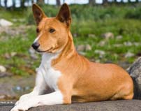 世界上最笨的5種狗，你家的愛犬有沒上榜？