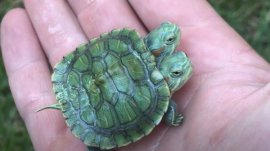 世界上真實存在的7種雙頭動物，兩個腦袋共有一個身體！