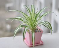 什么植物適合室內(nèi)養(yǎng)？盤點10種適合室內(nèi)養(yǎng)的植物