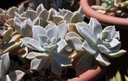 盤點(diǎn)十大便宜的多肉植物排名：朧月、子持白蓮居前兩名