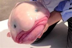 世界上十大奇異動物：水滴魚上榜，你見過哪幾種？