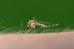 世界十大危險動物：大象居第三，蚊子竟然排第一位