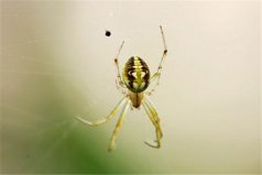 世界十大人面動(dòng)物：人面蜘蛛、人面魚(yú)你見(jiàn)過(guò)嗎？