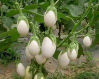 世界最奇葩的樹(shù)：蛋樹(shù)的果實(shí)像“雞蛋”，你見(jiàn)過(guò)嗎？