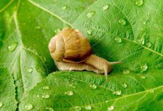 世界上牙齒最多的動物排名：蝸牛奪冠，鯊魚僅第二