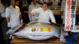 世界上最貴的金槍魚：重達(dá)278公斤，售價達(dá)2088萬元