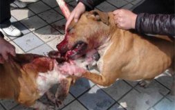 世界上最兇猛的狗：比特犬一旦打斗，就會(huì)不死不休