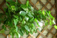 室內(nèi)易養(yǎng)的懶人盆栽植物：綠蘿、富貴竹和龜背竹全上榜