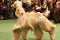 世界上最漂亮的犬種：阿富汗犬外形端莊優(yōu)雅，但非常兇悍