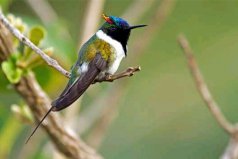 世界上振翅頻率最高的鳥類，角蜂鳥振翅頻率為90次/秒