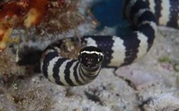 十大世界上最毒的動物：蜘蛛、水母、章魚全上榜