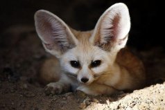 世界十大少見動(dòng)物：耳廓狐、櫛趾鼠雙雙入榜